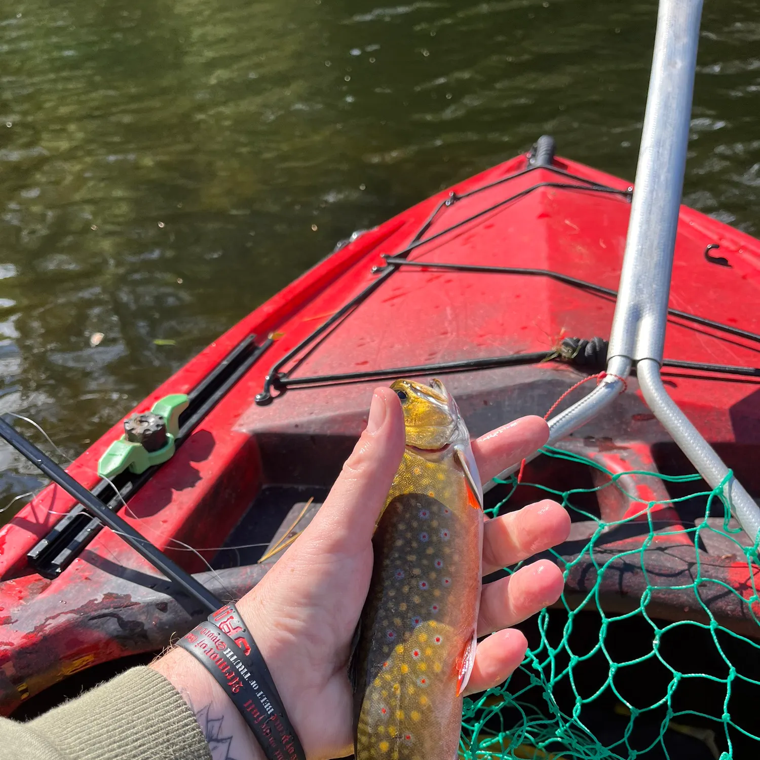 Brook trout caught on Fishbrain