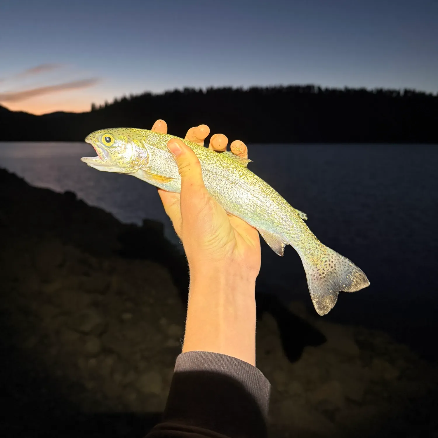 Rainbow trout caught on Fishbrain