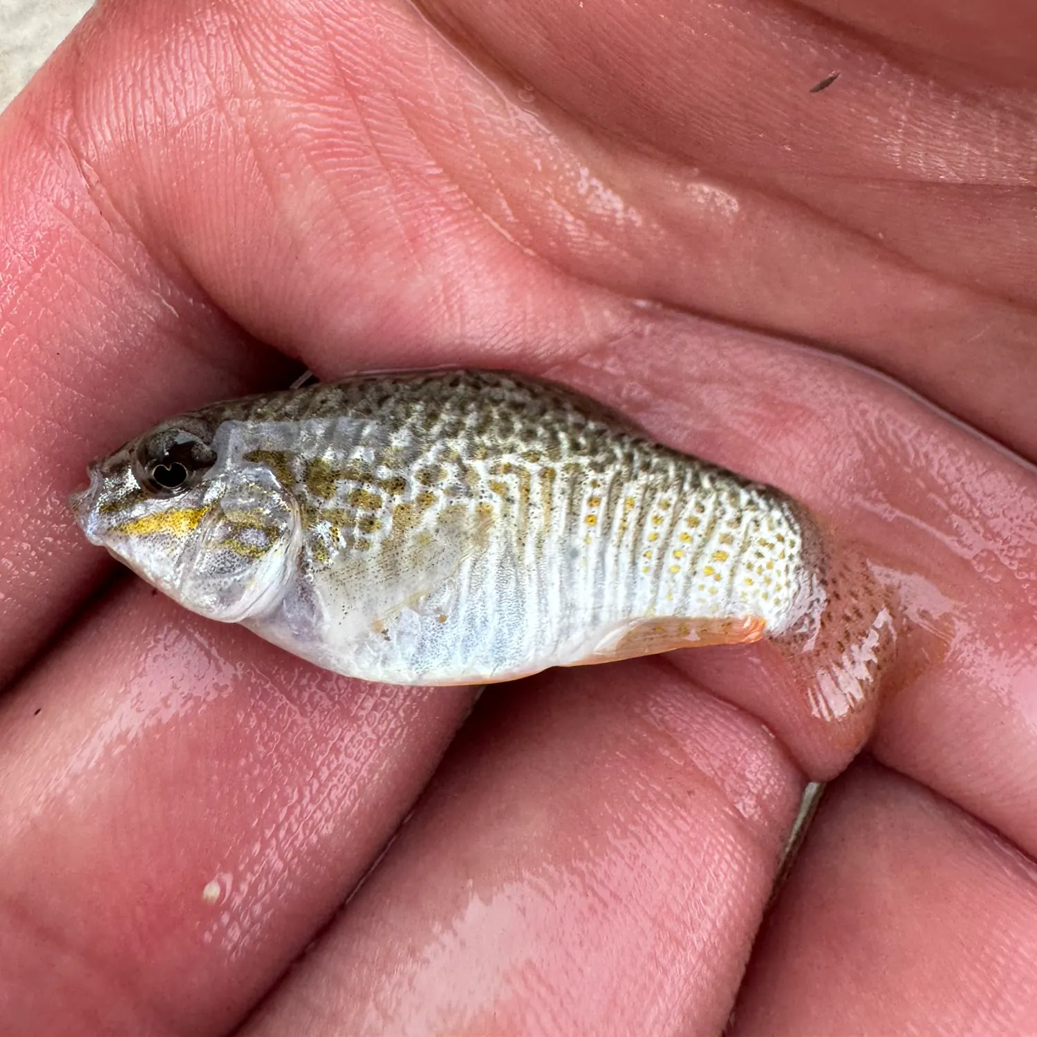 The most recent Goldspotted killifish catches on Fishbrain