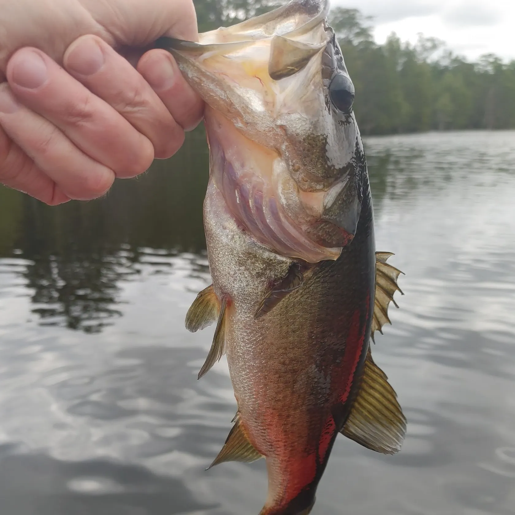 Largemouth bass caught on Fishbrain