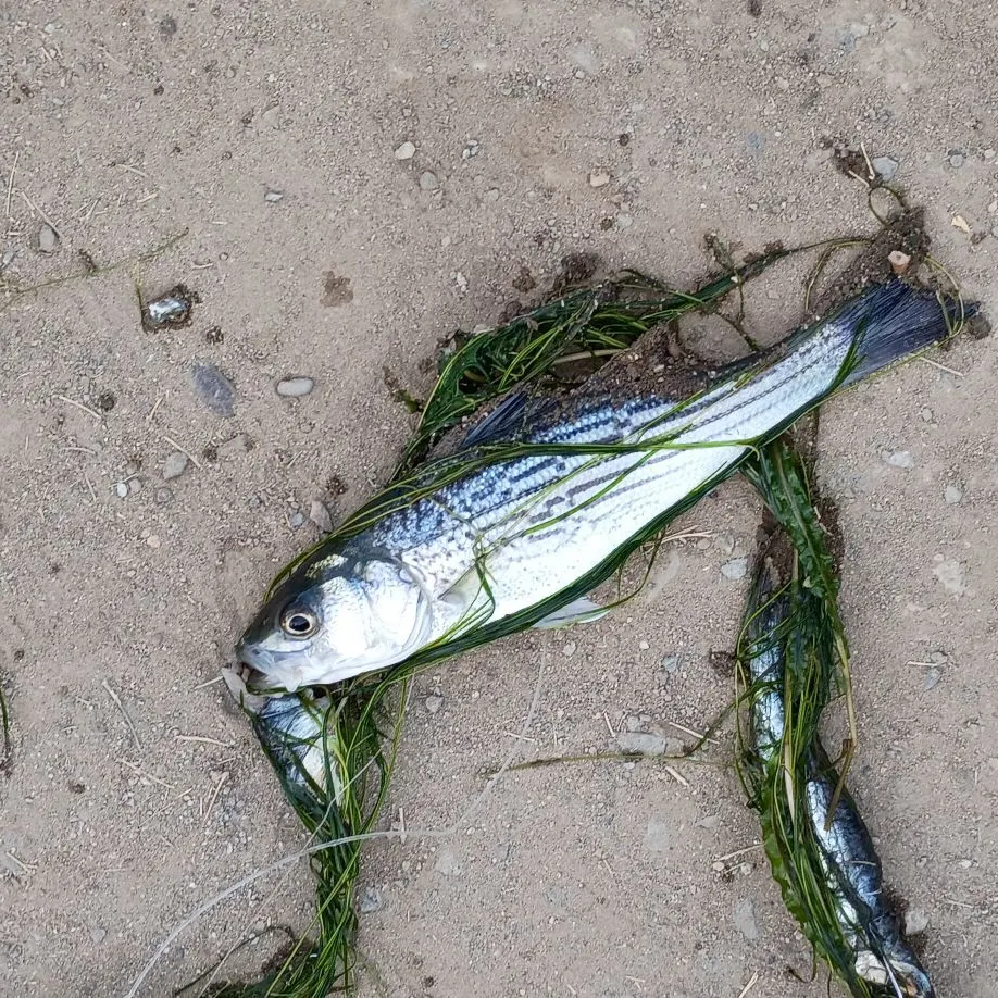 Striped bass caught on Fishbrain