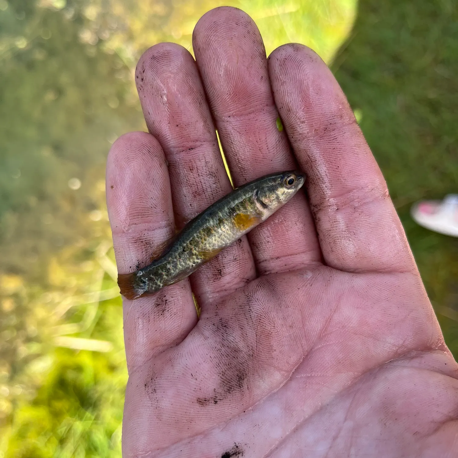 The most recent Central mudminnow catches on Fishbrain