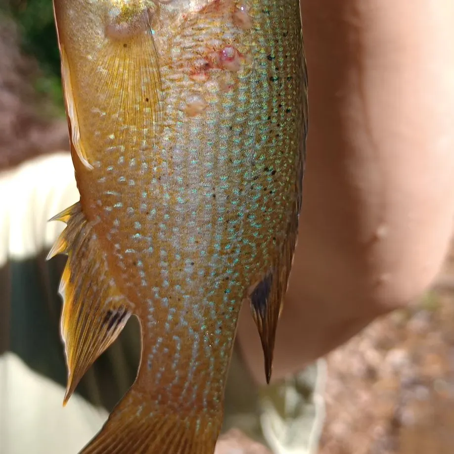 Green sunfish caught on Fishbrain