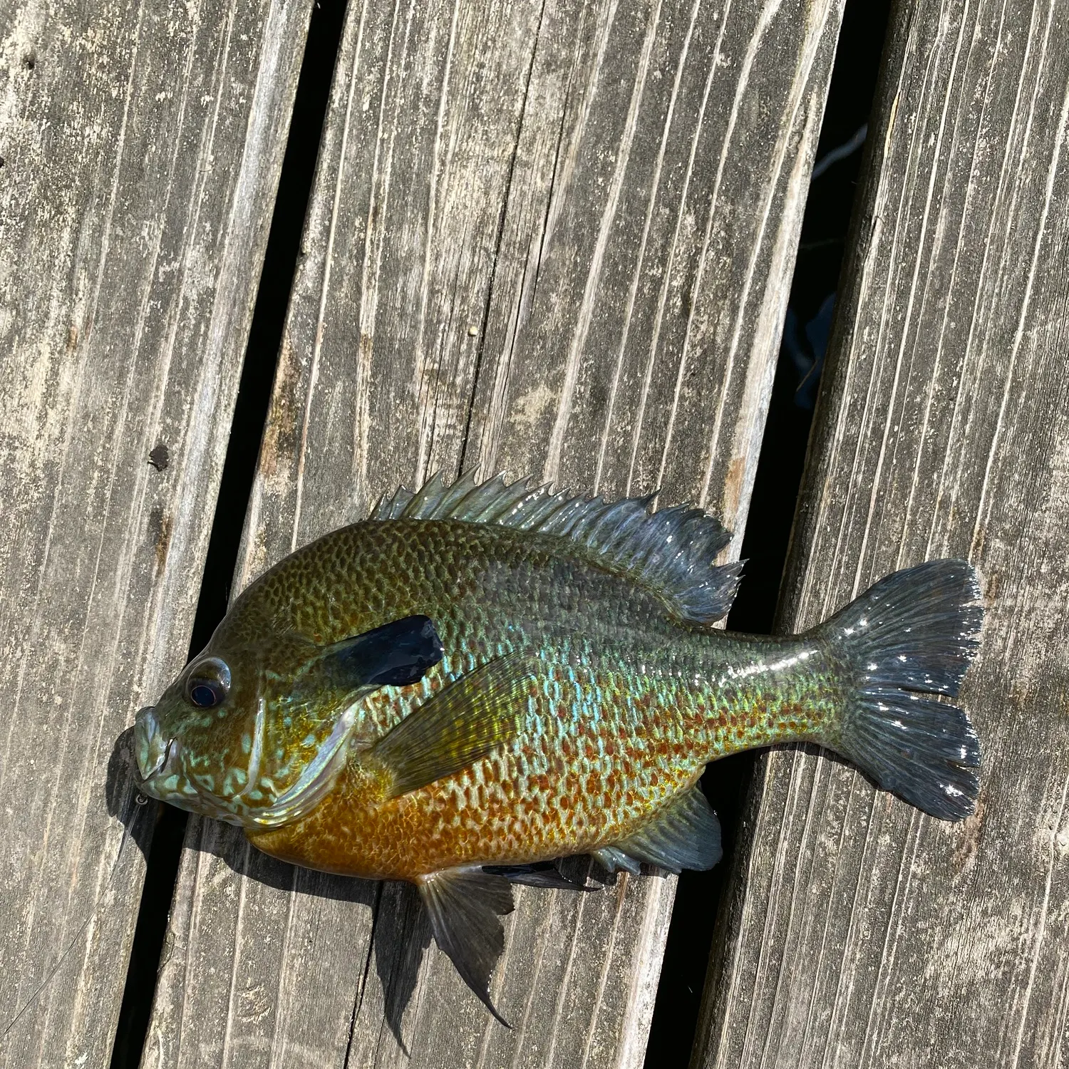 recently logged catches