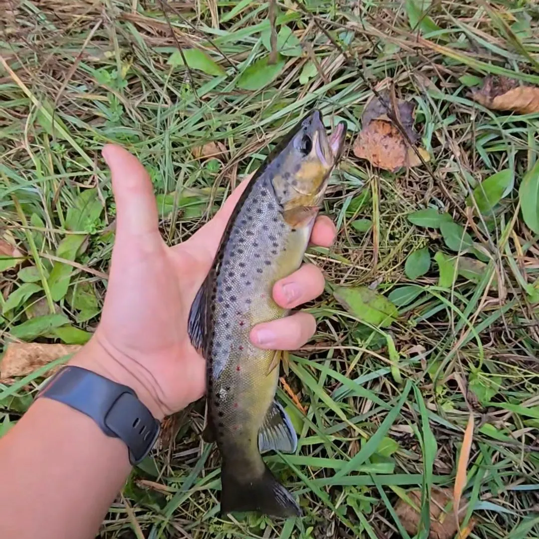 Brown trout caught on Fishbrain