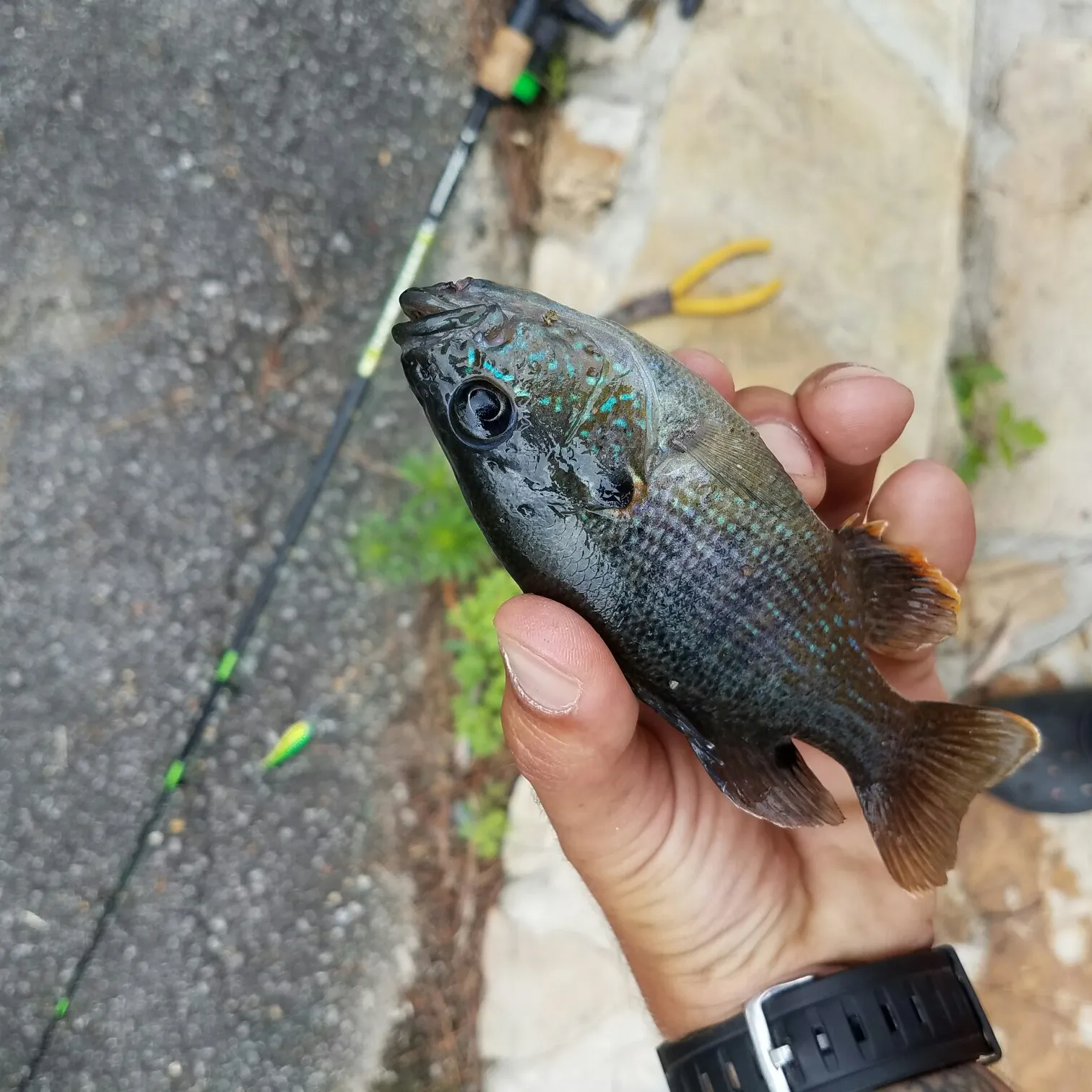 recently logged catches