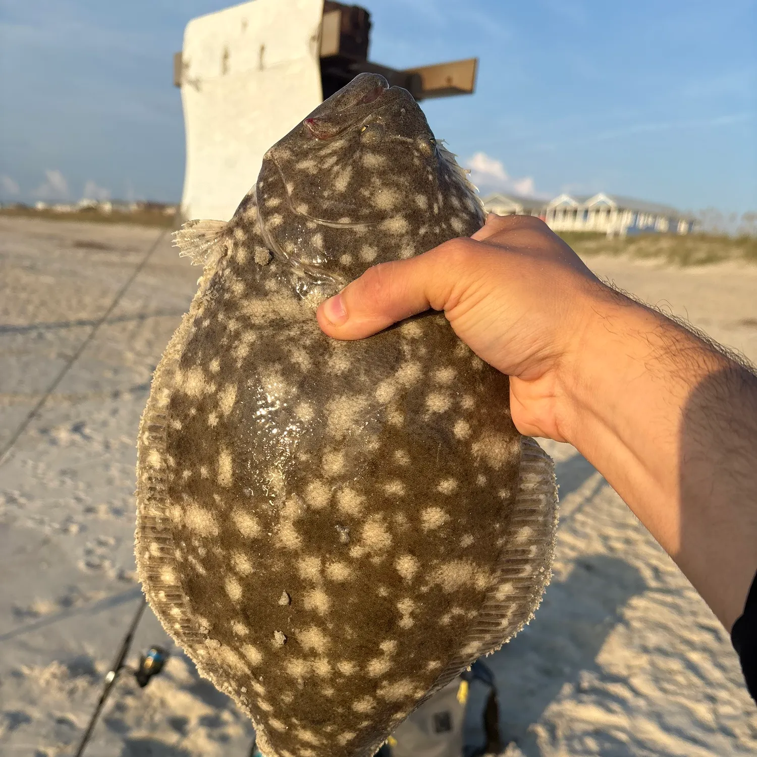 Summer flounder caught on Fishbrain