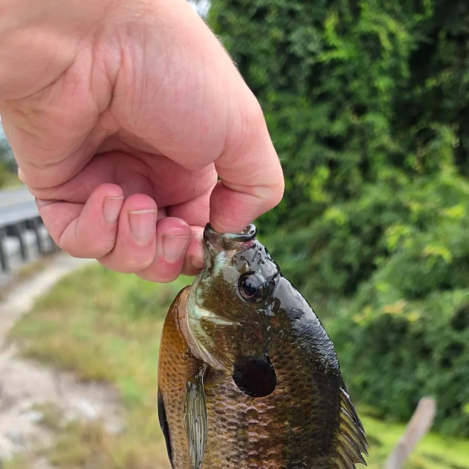 Bluegill caught on Fishbrain