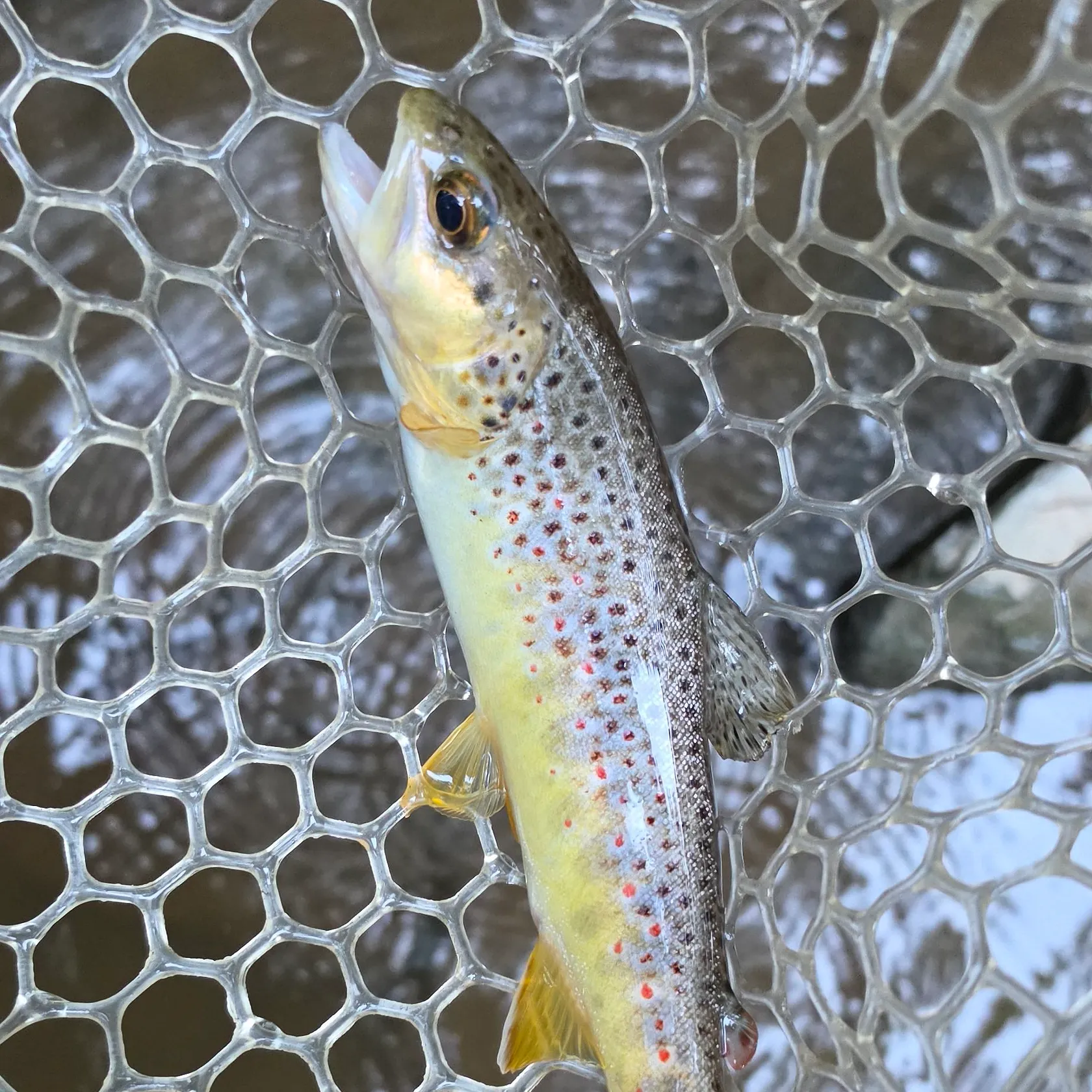 Brown trout caught on Fishbrain