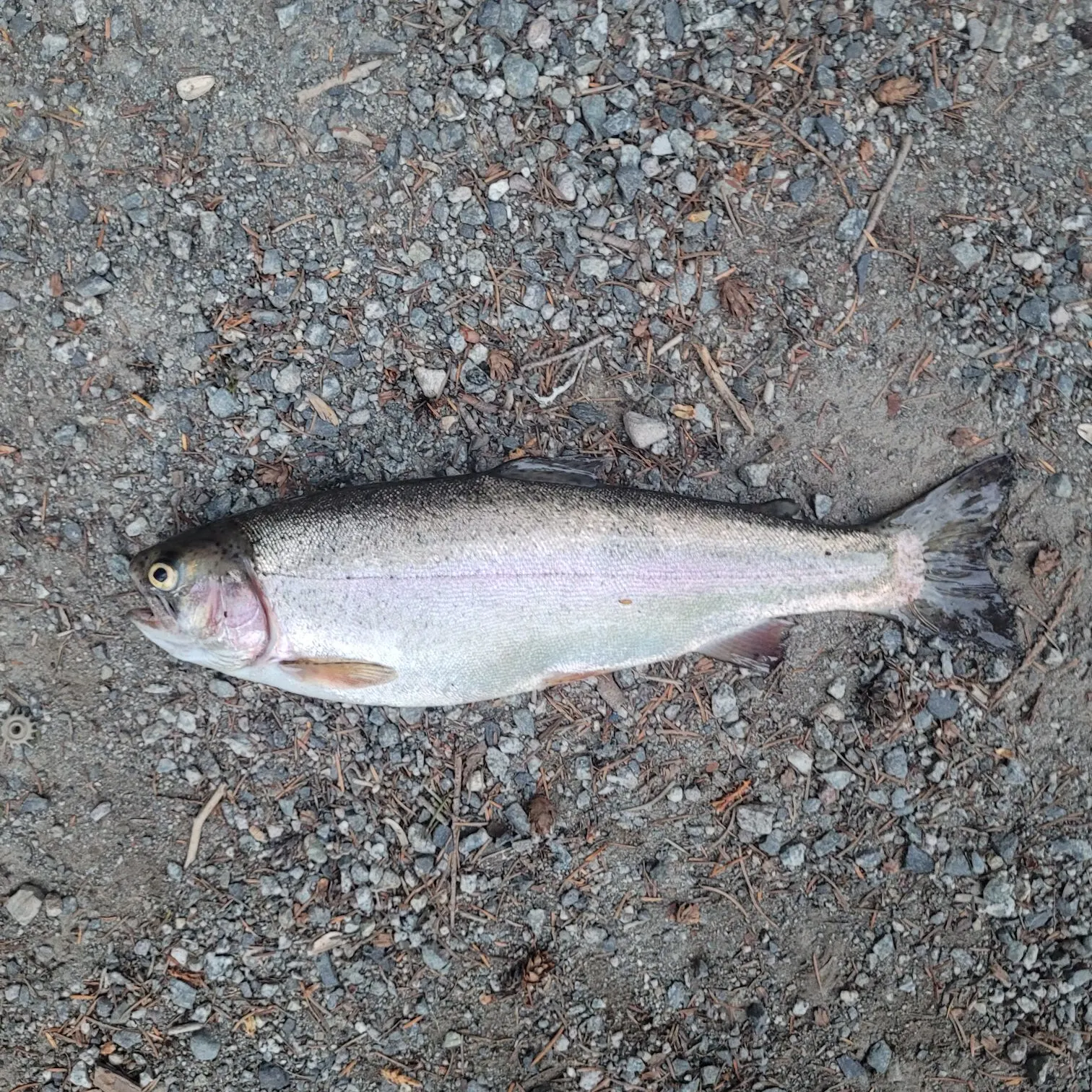Rainbow trout caught on Fishbrain