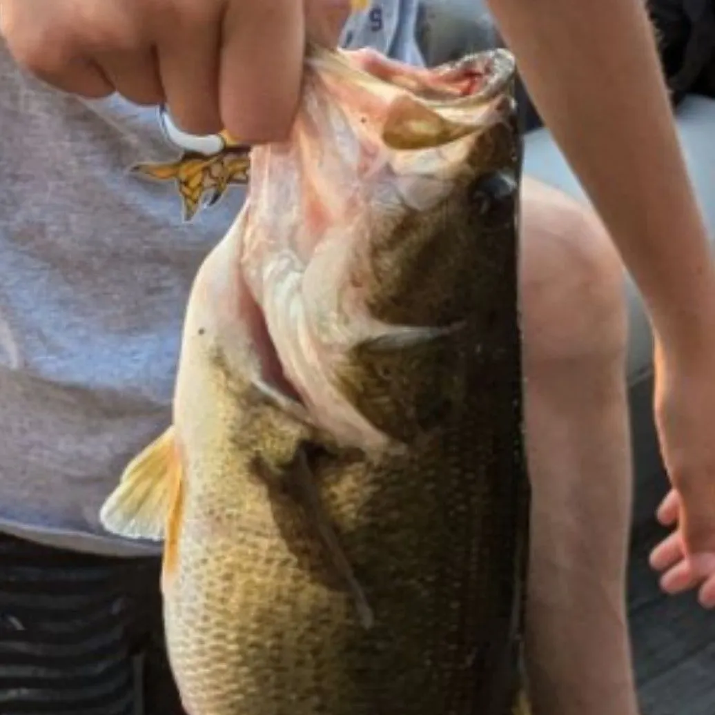 Largemouth bass caught on Fishbrain