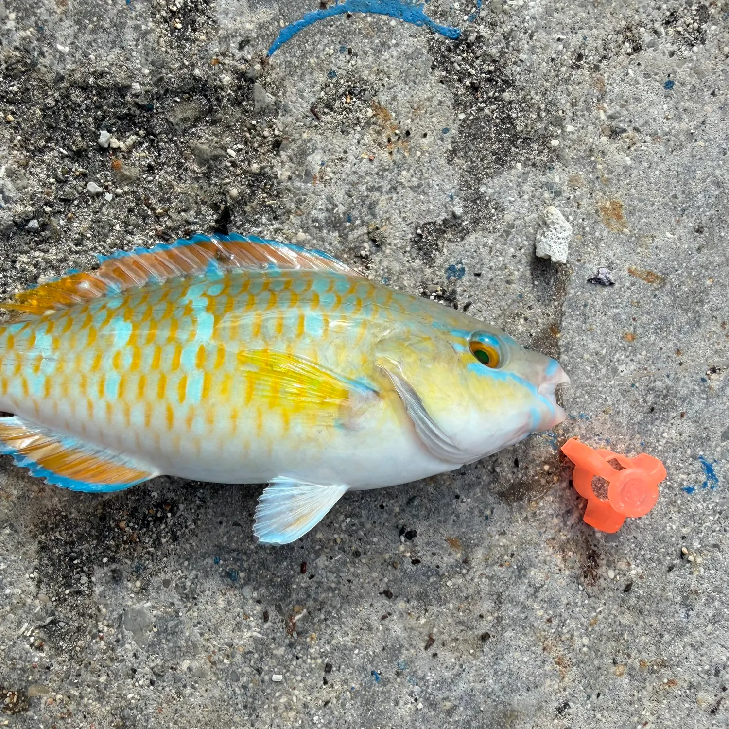The most recent Blue-barred parrotfish catches on Fishbrain