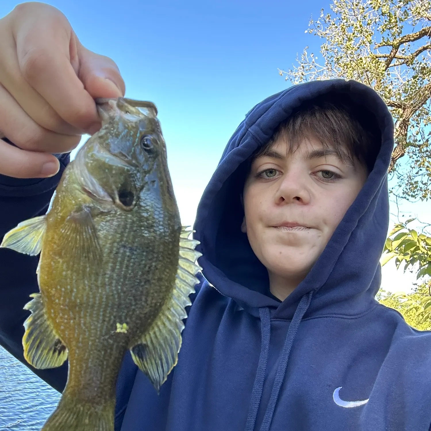 Greengill hybrid caught on Fishbrain