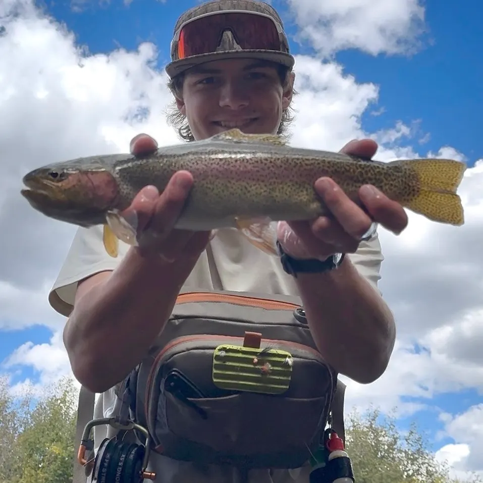 Rainbow trout caught on Fishbrain