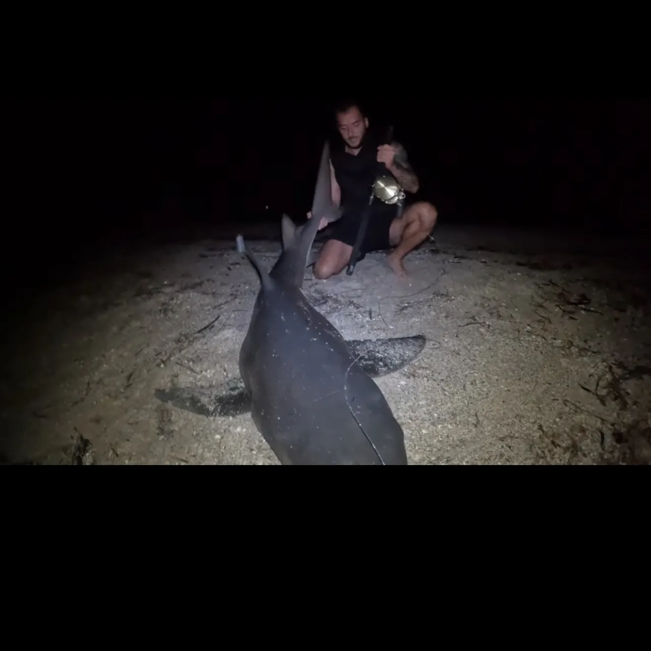 Bull shark caught on Fishbrain