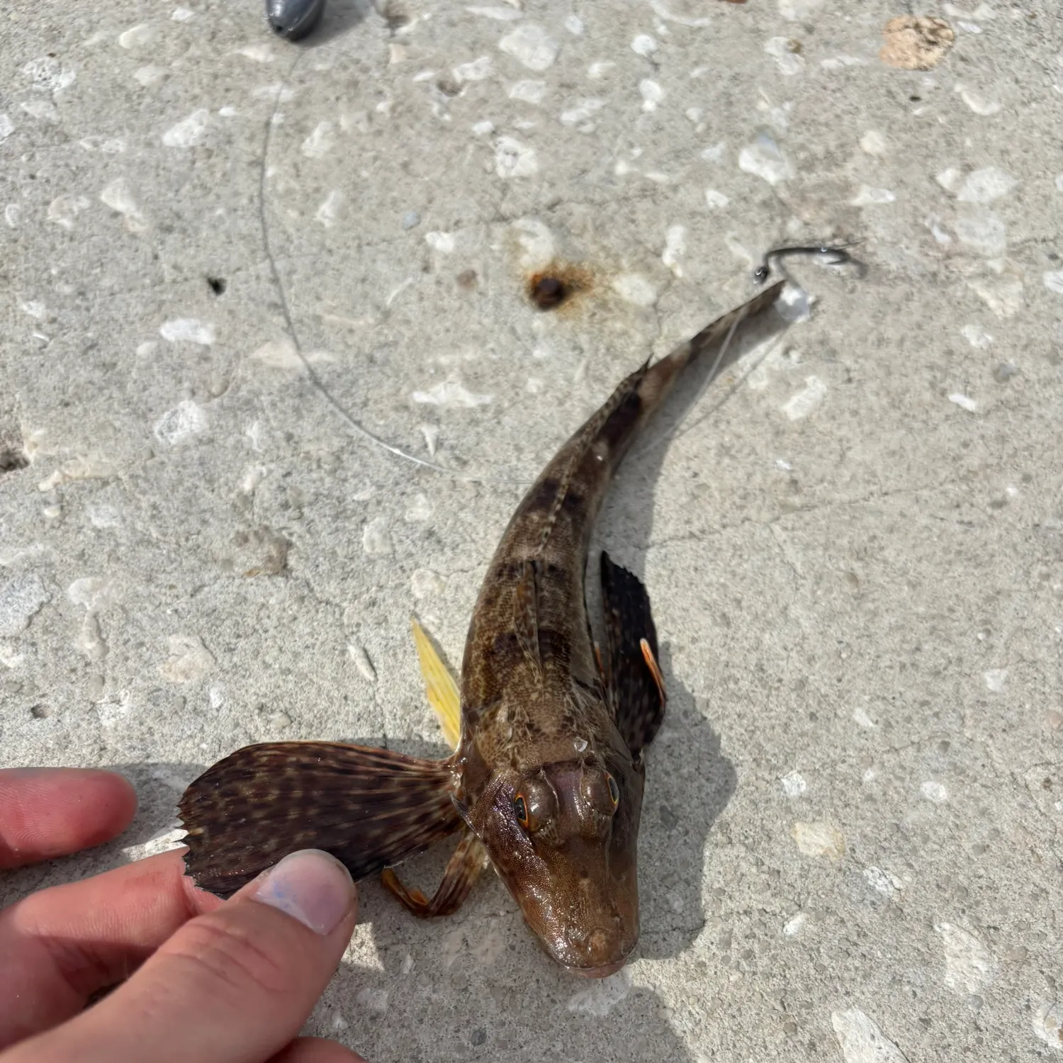 Striped searobin caught on Fishbrain
