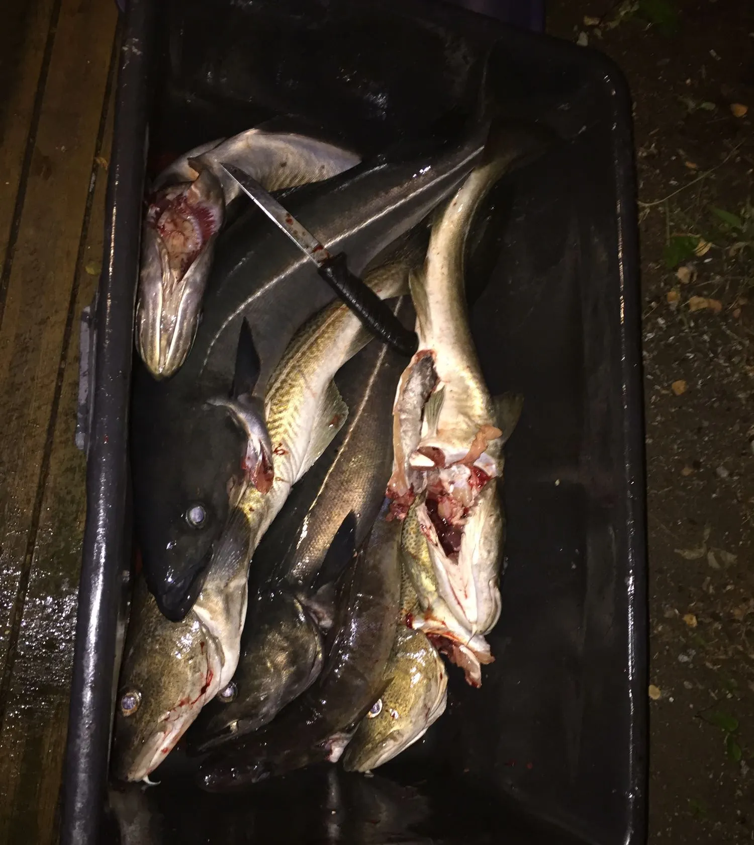 recently logged catches