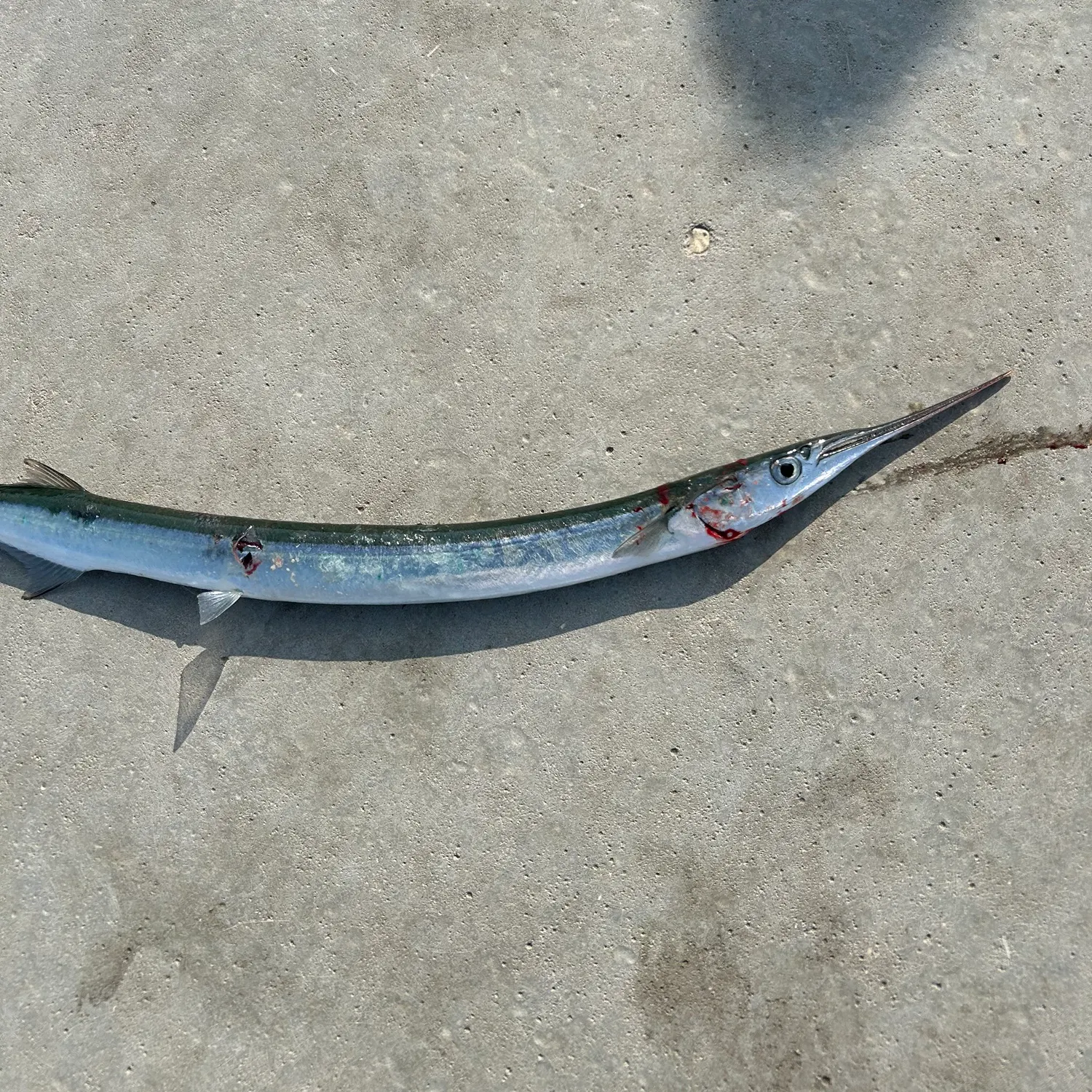 The most recent European garfish catches on Fishbrain