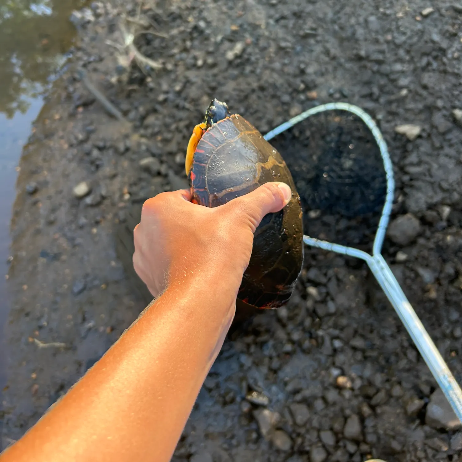 Painted turtle caught on Fishbrain