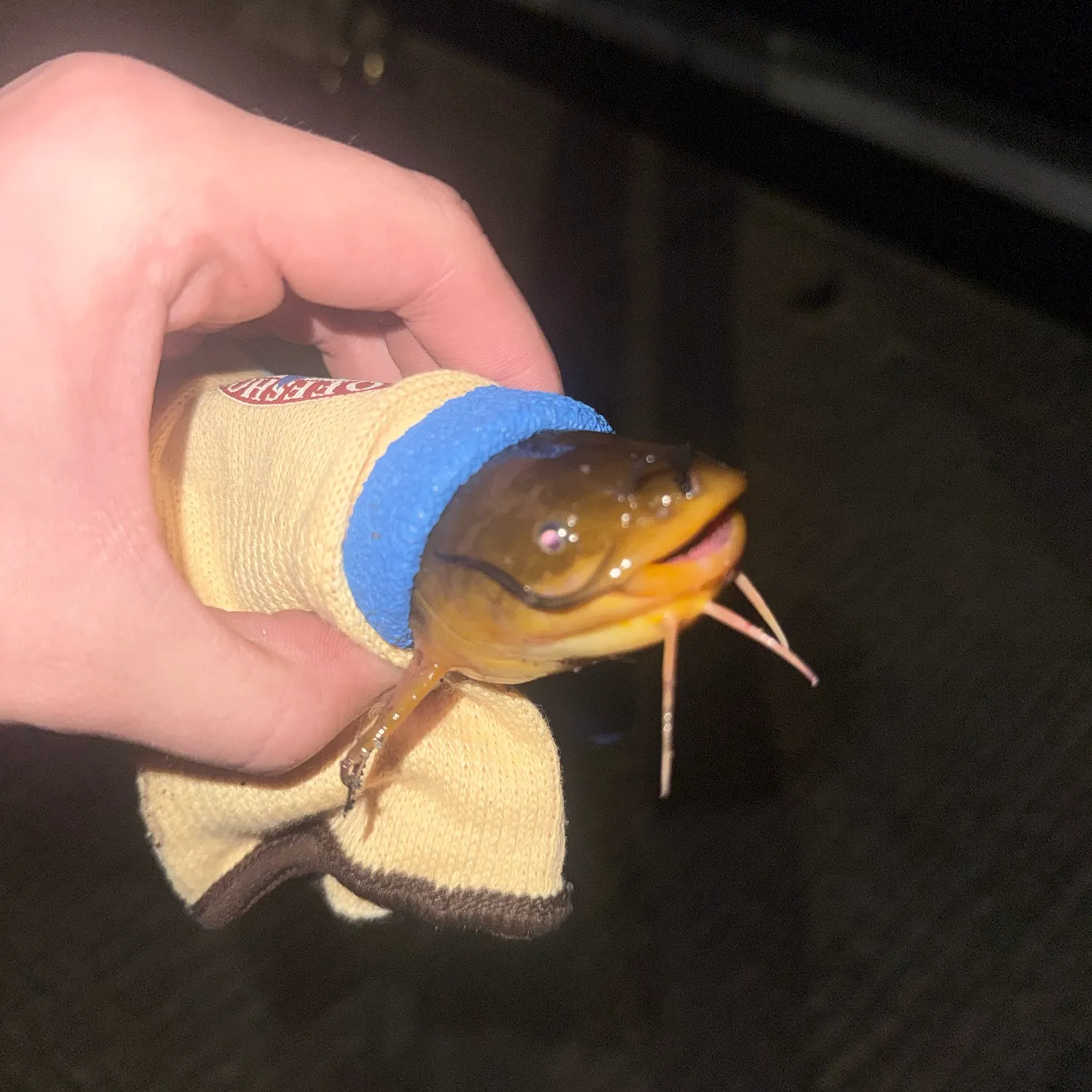 The most recent Yellow bullhead catches on Fishbrain