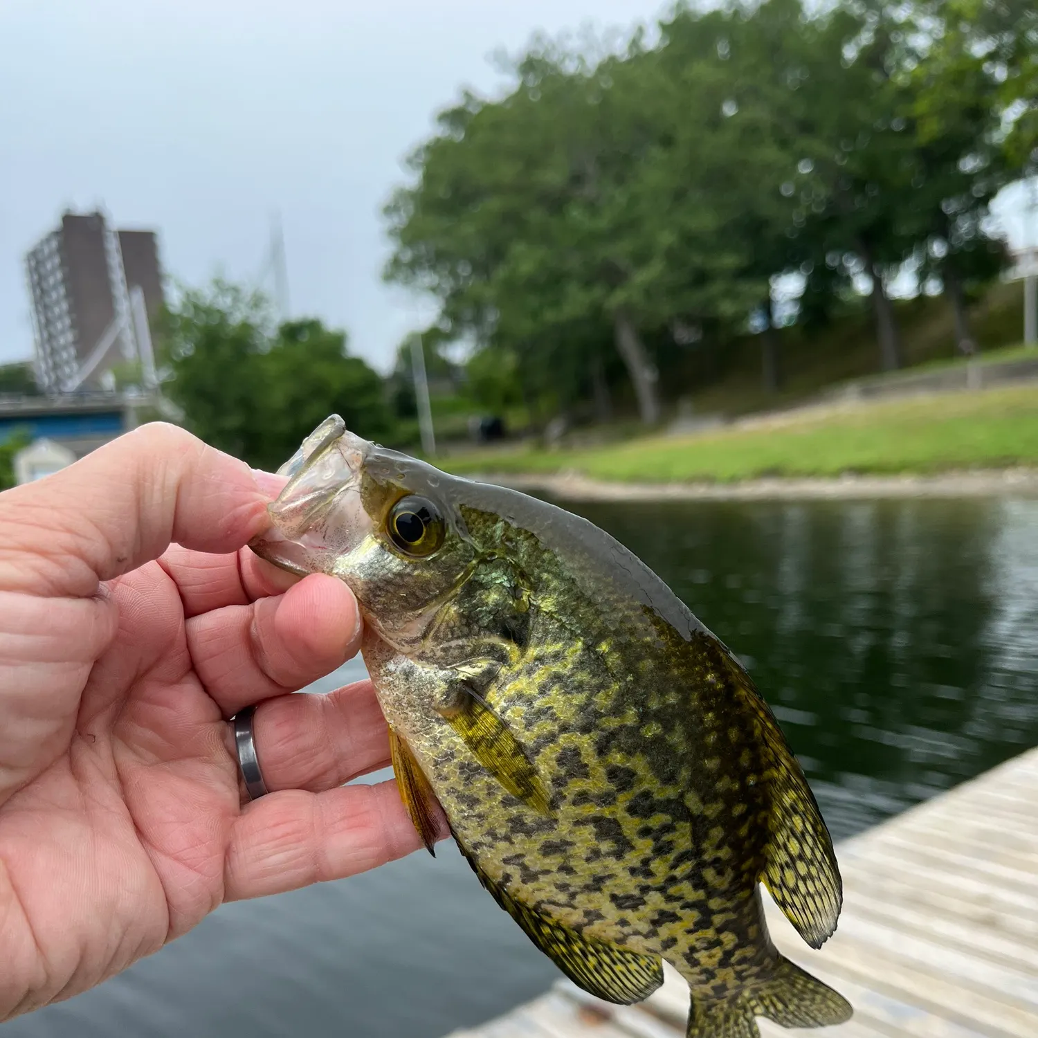 catch