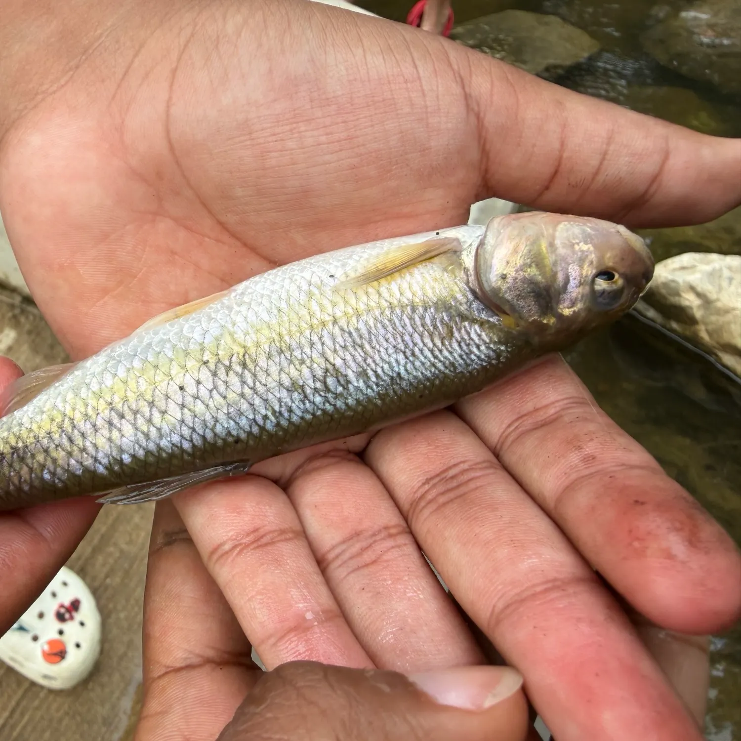 The most recent Striped shiner catches on Fishbrain