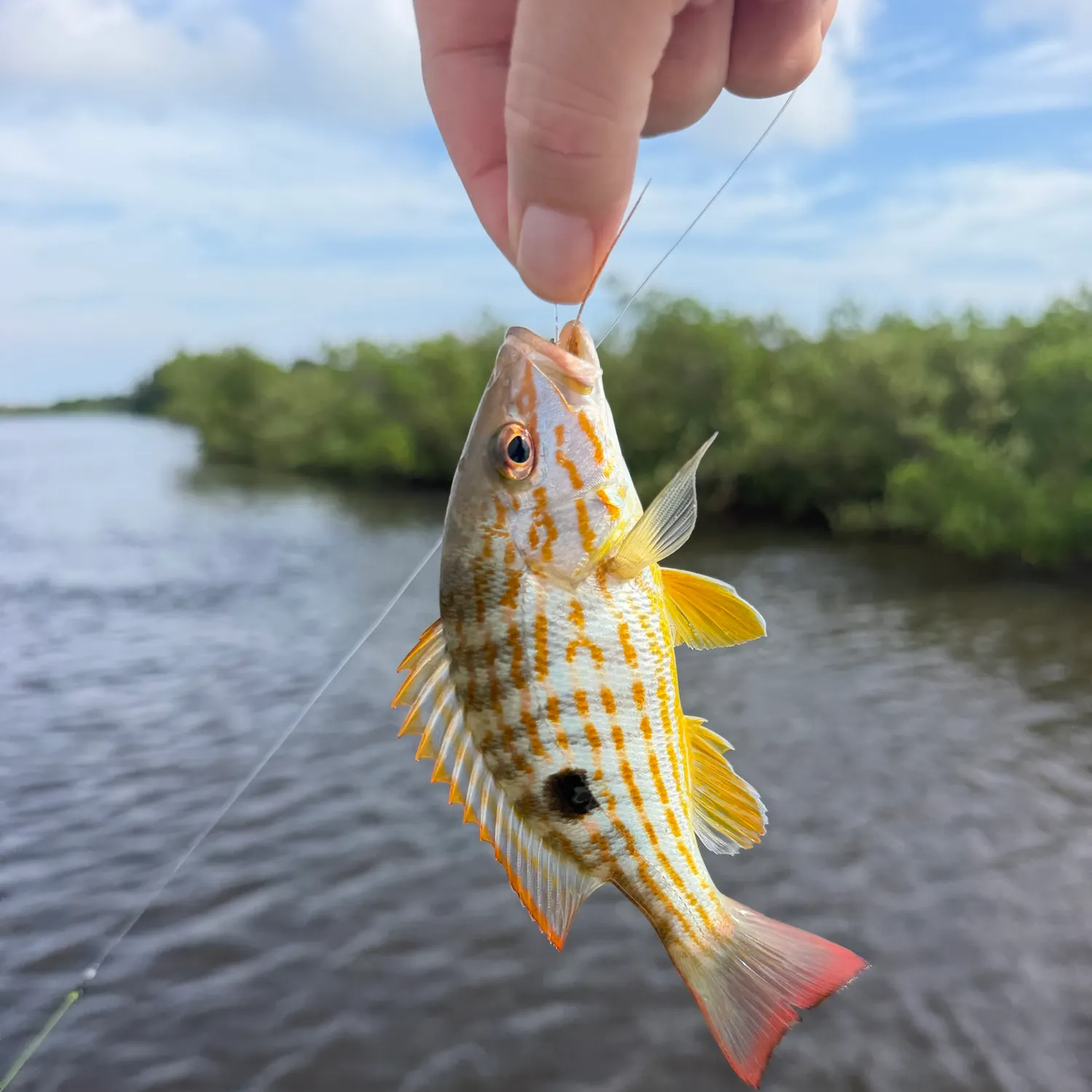 Lane snapper caught on Fishbrain