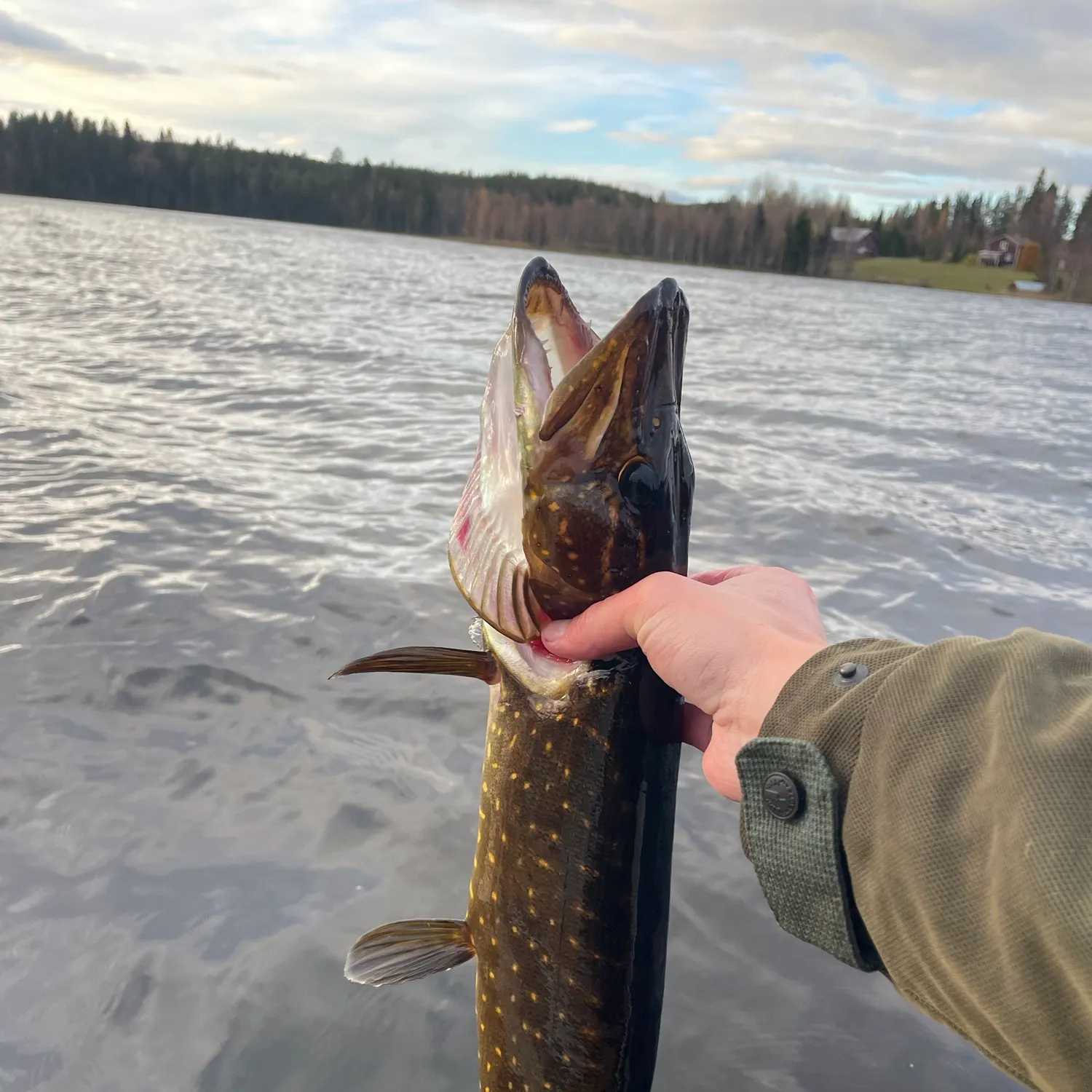 Northern pike caught on Fishbrain