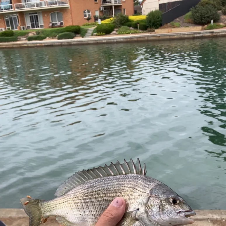 Southern black bream caught on Fishbrain