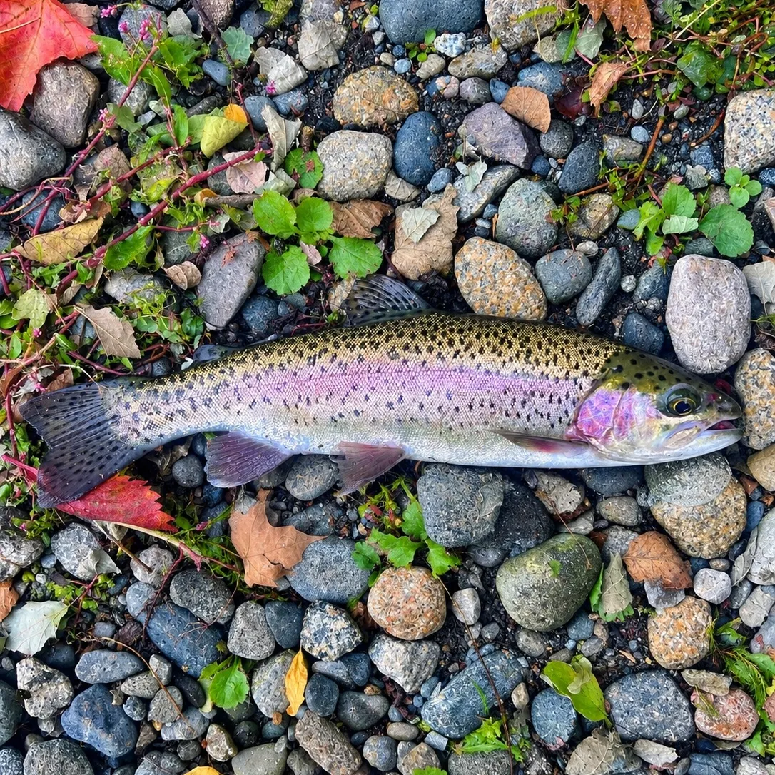 Rainbow trout caught on Fishbrain