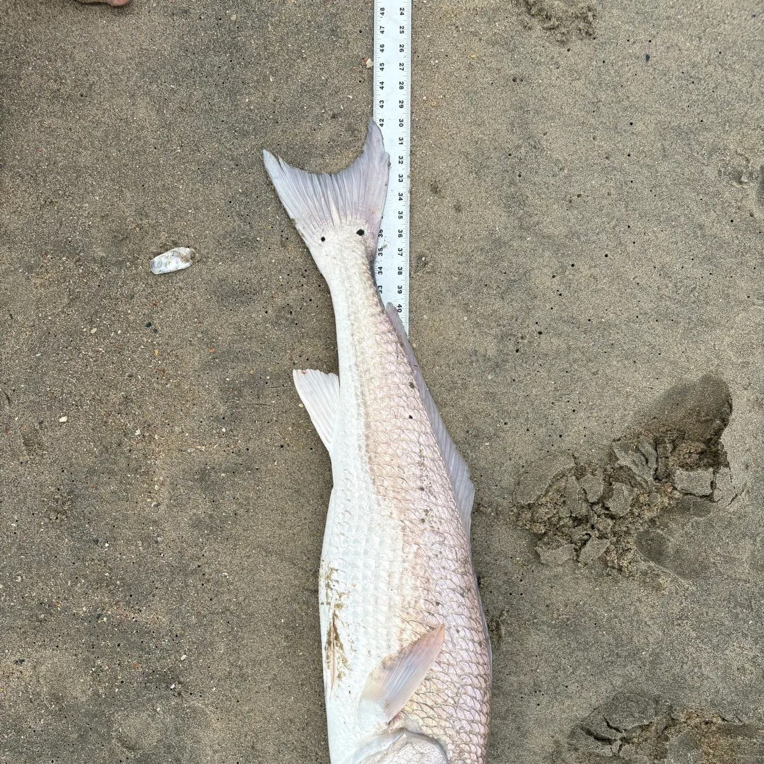 Red drum caught on Fishbrain