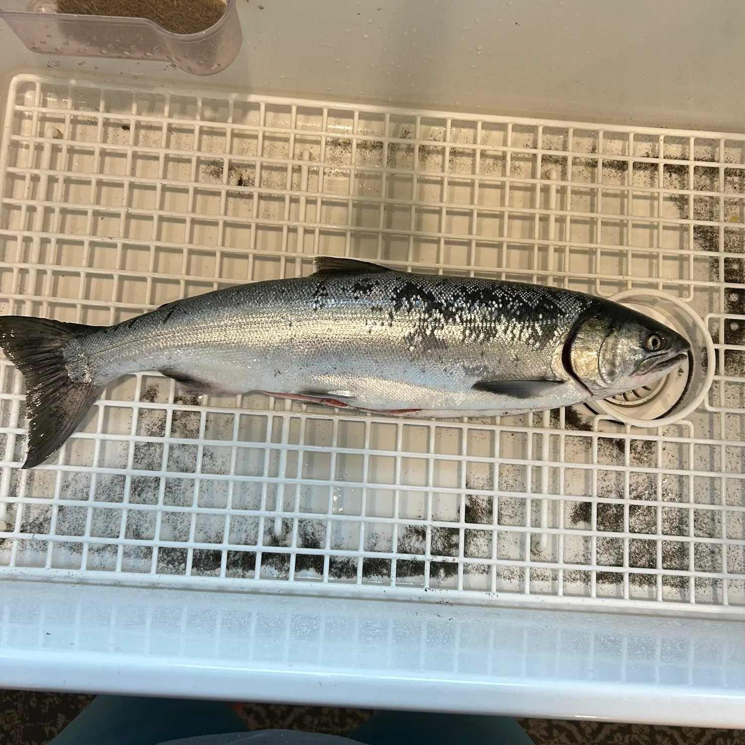 Coho salmon caught on Fishbrain
