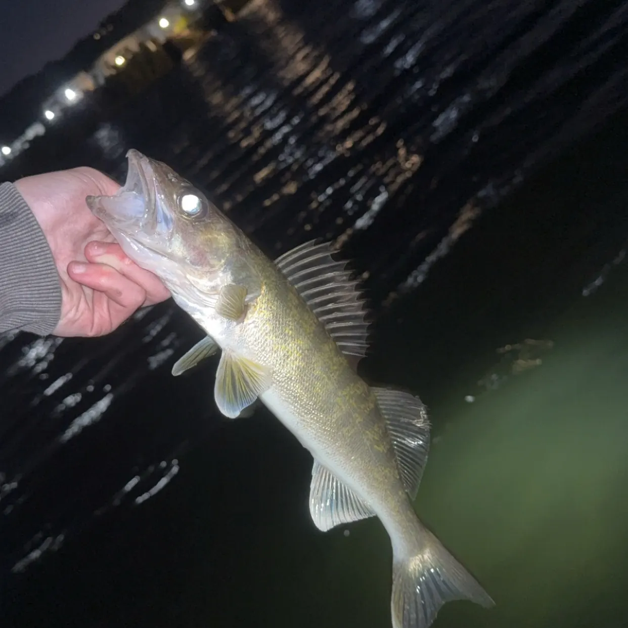 Walleye caught on Fishbrain