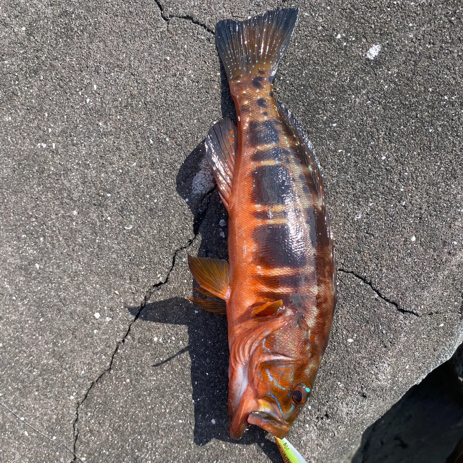 Red grouper caught on Fishbrain