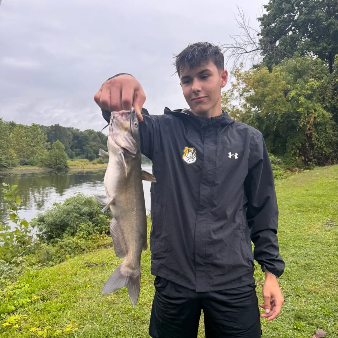 Blue shark caught on Fishbrain