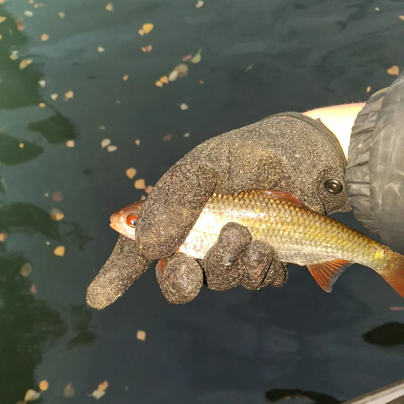 Common roach caught on Fishbrain