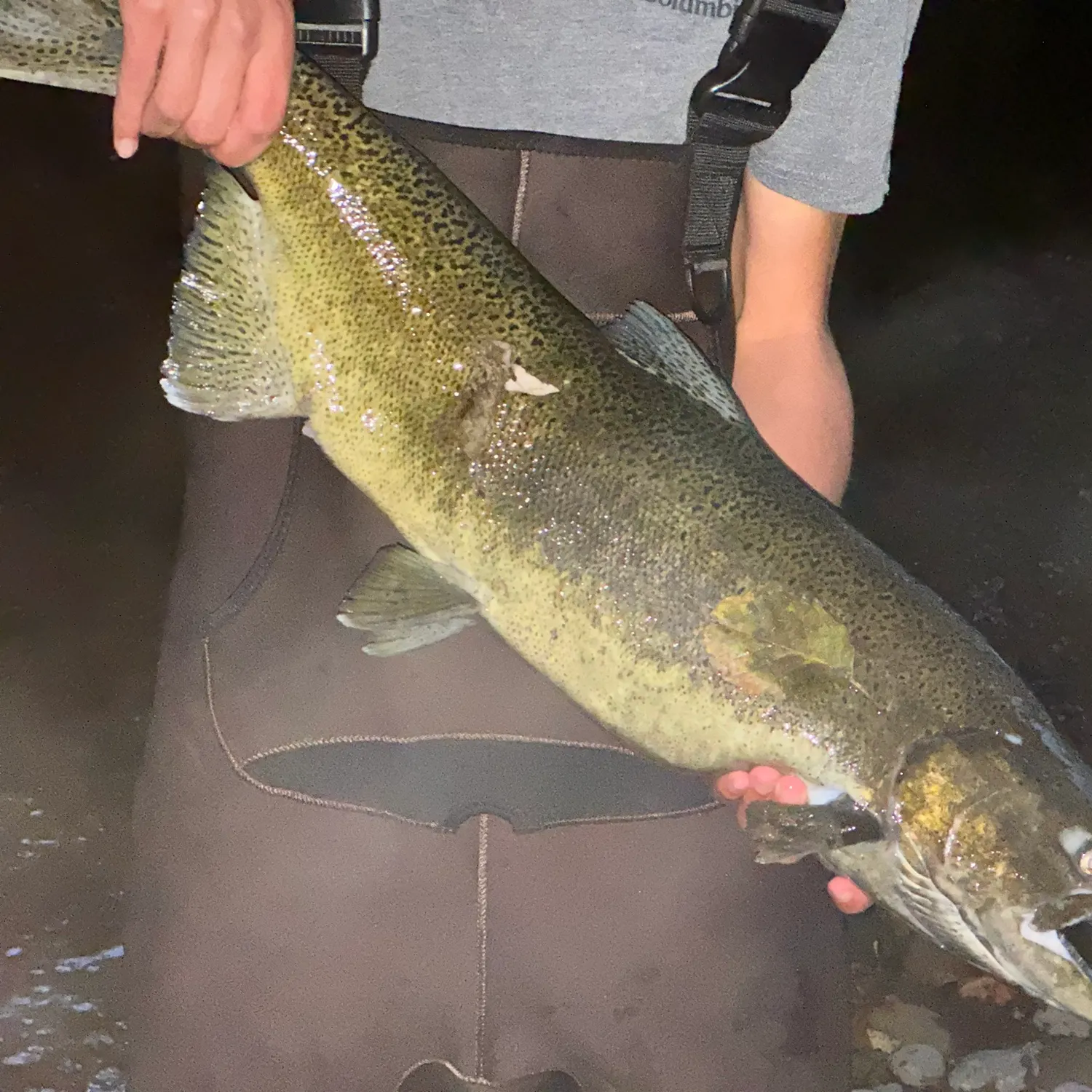 Chinook salmon caught on Fishbrain