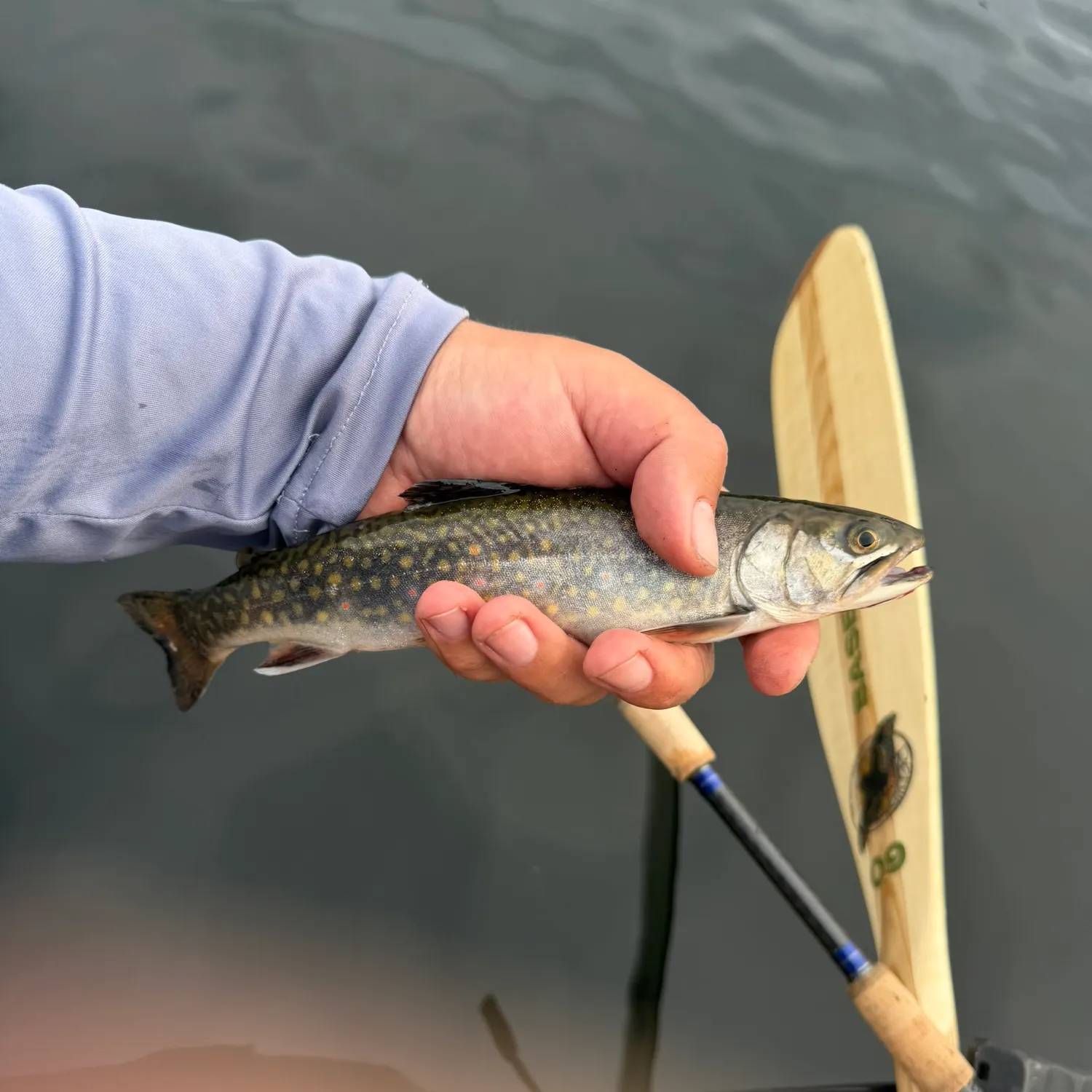 Brook trout caught on Fishbrain