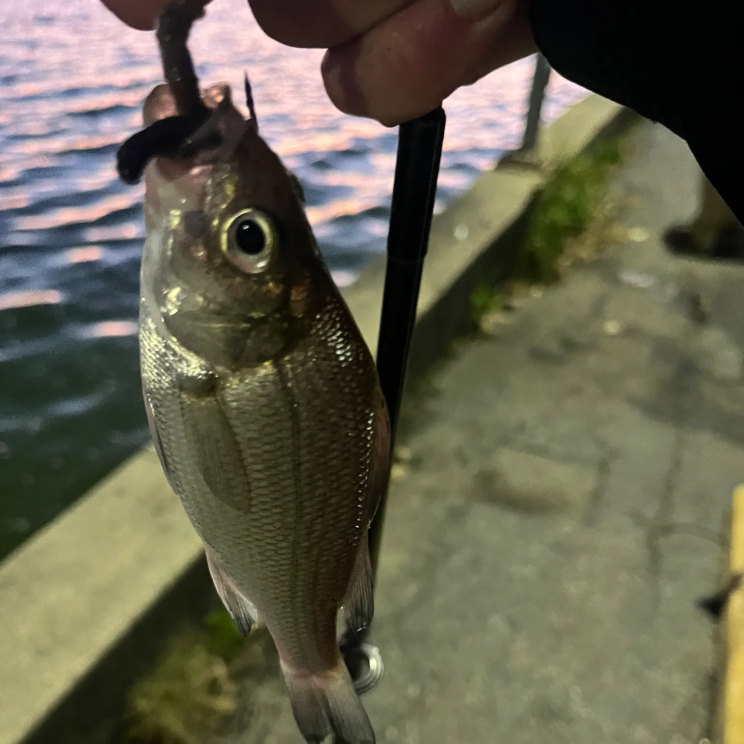 White perch caught on Fishbrain