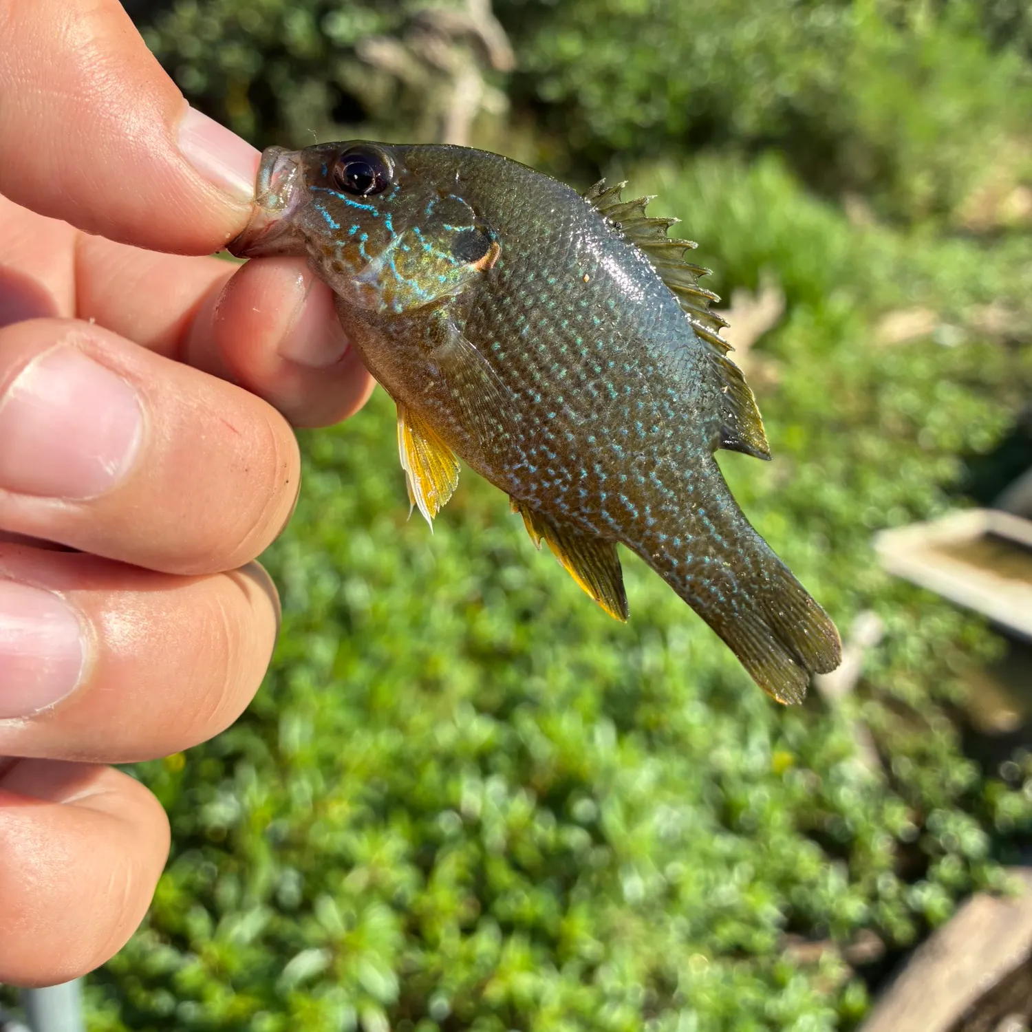 Green sunfish caught on Fishbrain
