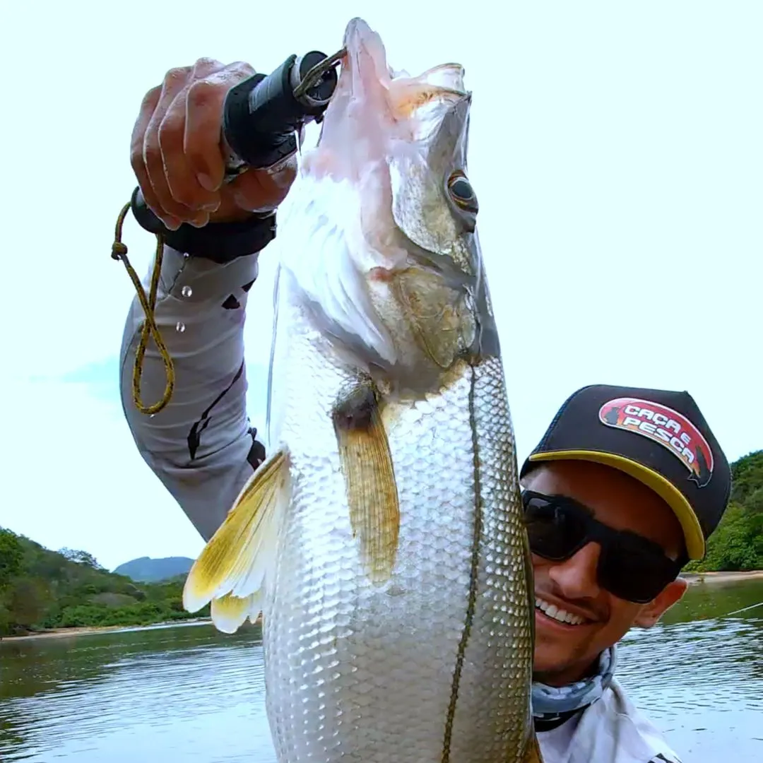 The most recent Fat snook catches on Fishbrain