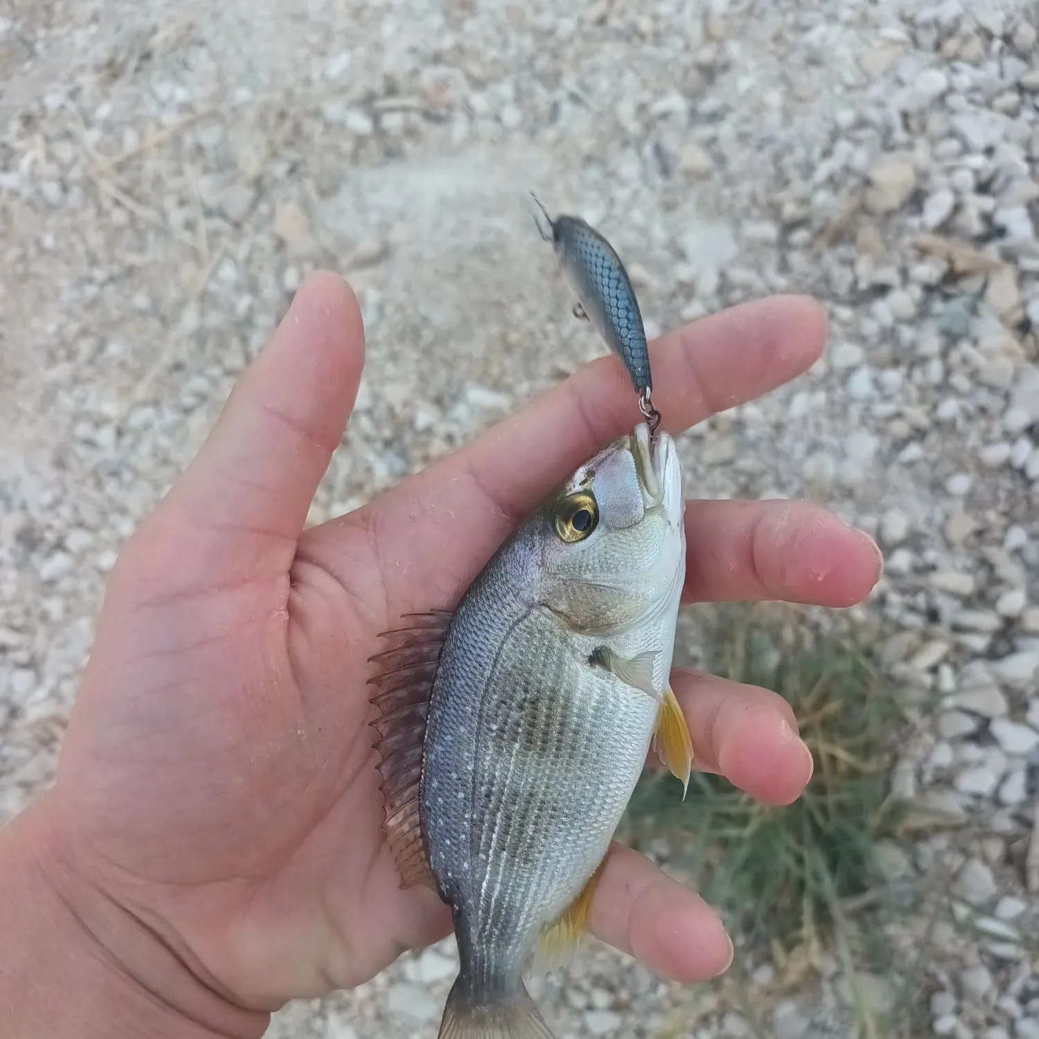The most recent Common dentex catches on Fishbrain