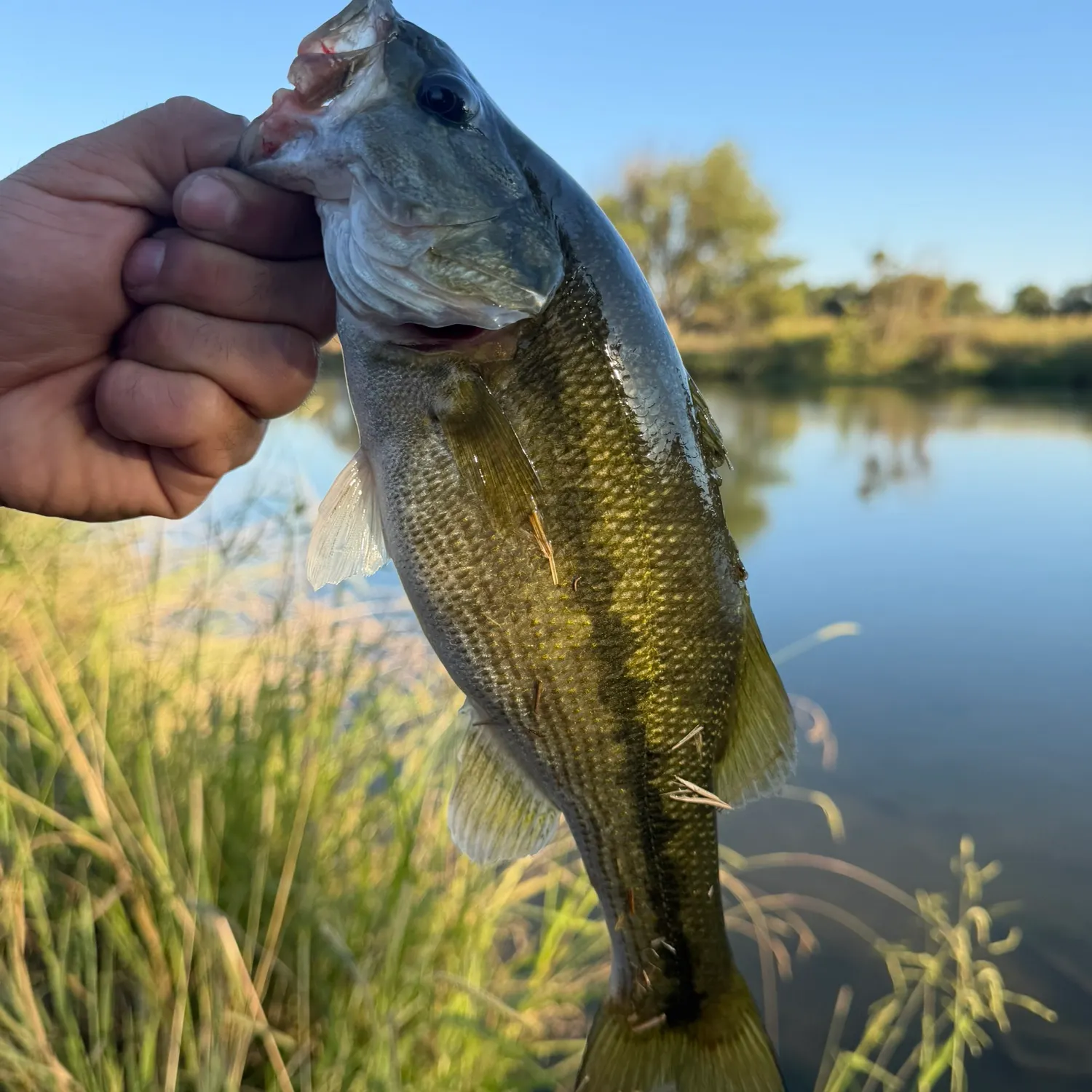 Spotted bass caught on Fishbrain