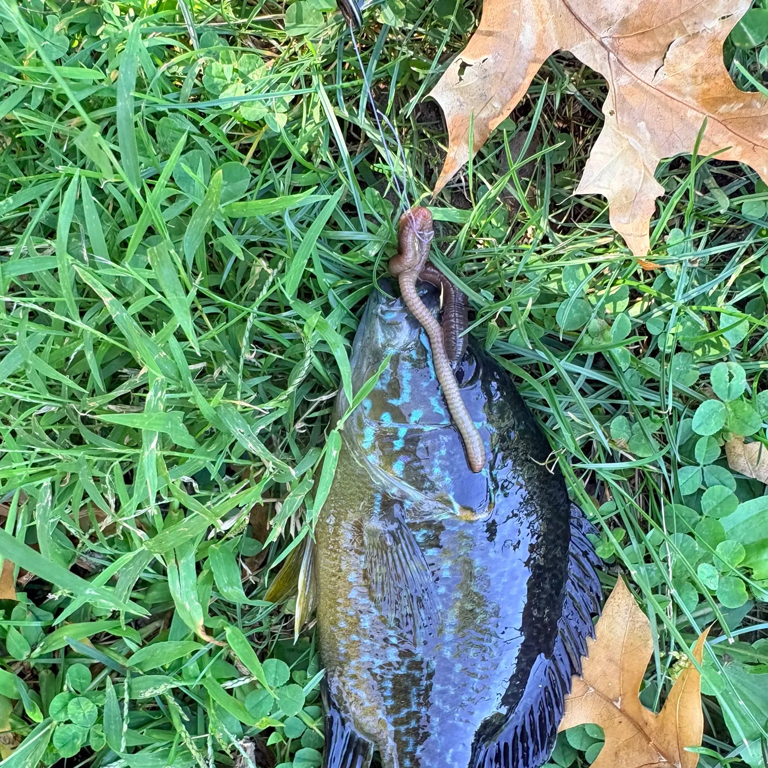 Greengill hybrid caught on Fishbrain