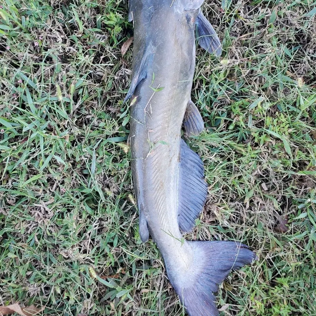 The most recent Atlantic bluefin tuna catches on Fishbrain