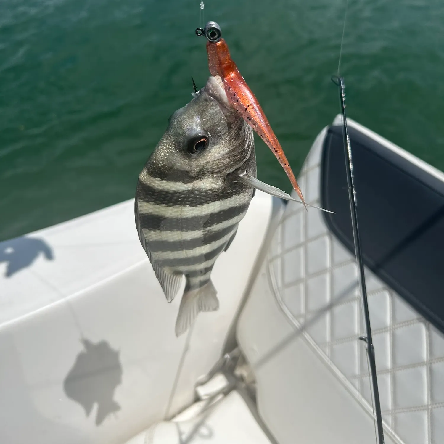 Sheepshead caught on Fishbrain