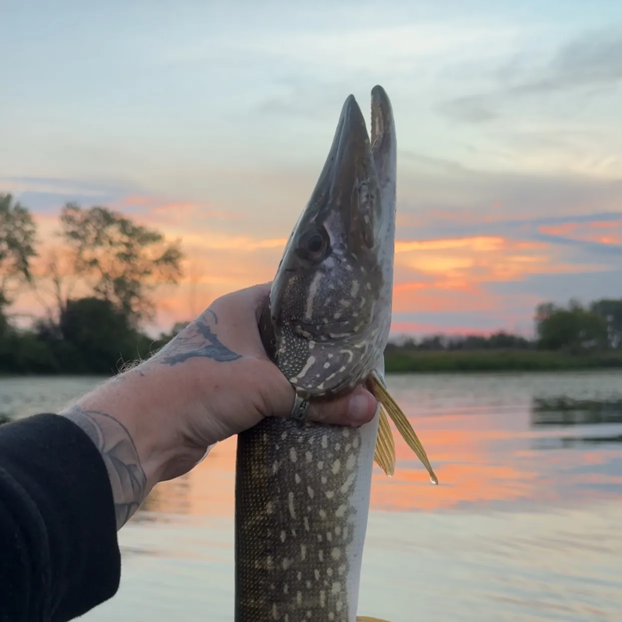 Northern pike caught on Fishbrain