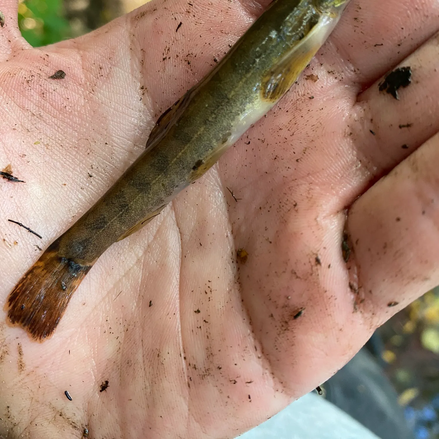 The most recent Stone loach catches on Fishbrain