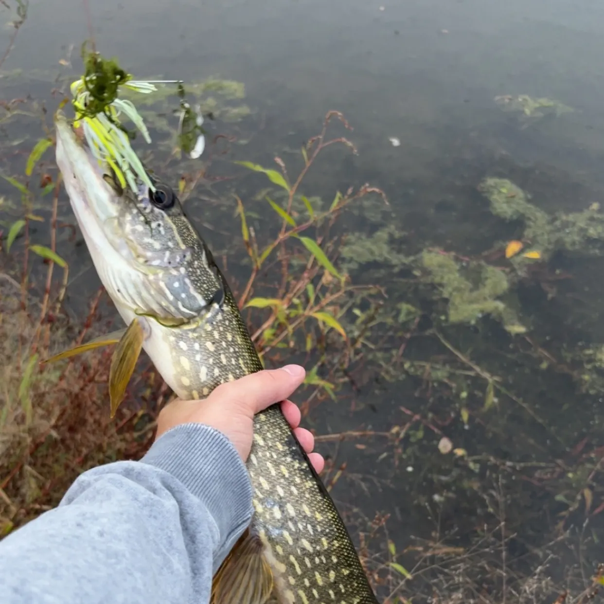 Northern pike caught on Fishbrain