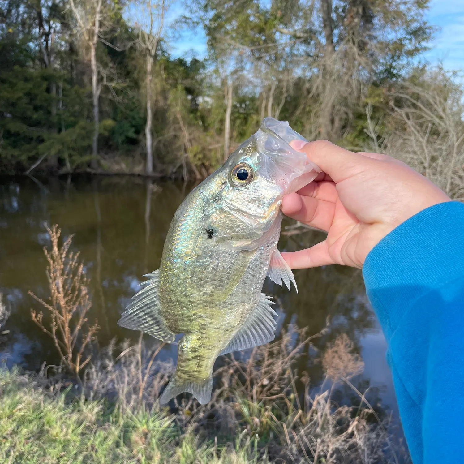 The most recent White crappie catches on Fishbrain